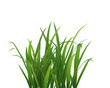 canvas print picture - herbe touffe