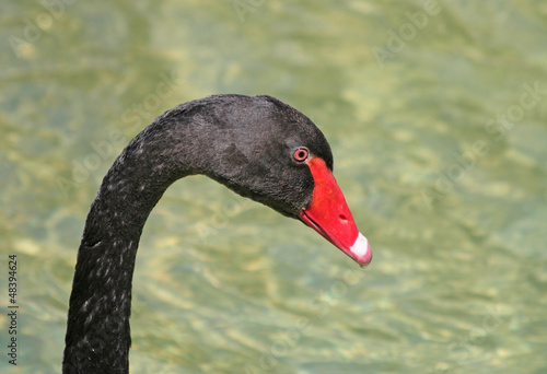 Photo: Black Swan Head Shot Black Swan Head Shot