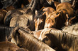 Photo: Wild horses Wild horses