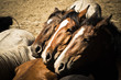 Photo: Three horses Three horses