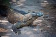 komodo dragon 