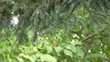 Pine tree branches