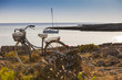 Bicycle Trip