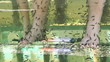 Peeling skin feet of tropical fish in the water