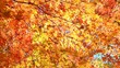 もみじの紅葉