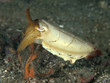 Stumpy-Spined Cuttlefish