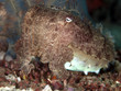 Common Cuttlefish