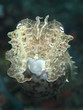 Common Cuttlefish