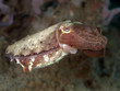 Common Cuttlefish