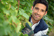 Man behind bunches of grapes in vineyard
