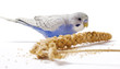 Parakeet