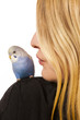 Photo: Friendly Parakeet Friendly Parakeet