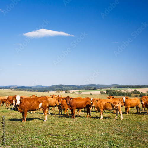 Photo: Cows grazing on a lovely green pasture Cows grazing on a lovely green pasture