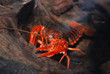 louisiana swamp crayfish Procambarus clarkii