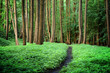 forest road scene