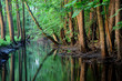 forest river scene