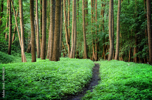 Photo: forest road scene forest road scene