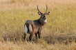 Maasai Mara waterbuck