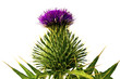 Silybum marianum - milk thistle flower isolated on white