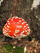 Foto: Fly agaric (Amanita muscaria) mushroom in the autumn forest Fly agaric (Amanita muscaria) mushroom in the autumn forest