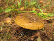 Foto: Ugly Milk-cap (Lactarius turpis) mushroom in the autumn forest Ugly Milk-cap (Lactarius turpis) mushroom in the autumn forest