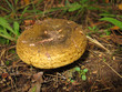 Foto: Ugly Milk-cap (Lactarius turpis) mushroom in the autumn forest Ugly Milk-cap (Lactarius turpis) mushroom in the autumn forest