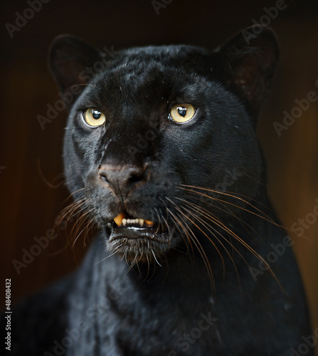 Photo: Leopard Leopard