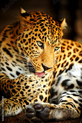 Photo: Leopard Leopard