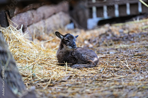 Photo: Home Goat Home Goat