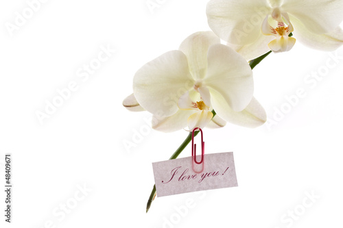 Photo: orchid white orchid white