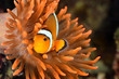 Clownfish In Marine Aquarium