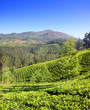 mountain tea plantation in India