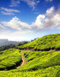 mountain tea plantation in India