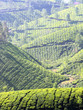 mountain tea plantation in India