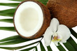 Coconuts with leaves and flower, close up