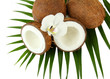 Coconuts with leaves and flower, isolated on white
