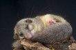 Edible Dormouse / Glis glis