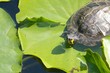 Lazy snapper