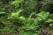 Travelling the Daintree National Park