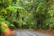 Travelling the Daintree National Park