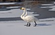 氷上を歩く白鳥