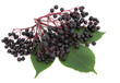 Elderberry Fruit