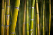 Bambou, jardin, parc, forêt, végétal, asie, vert, arbre