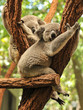 Photo: Sleeping koalas Sleeping koalas