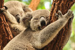 Photo: Sleeping koalas Sleeping koalas