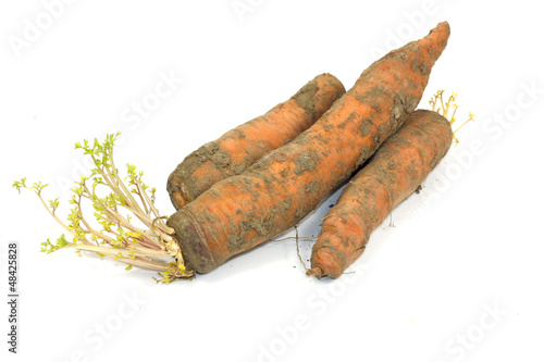 Photo: carottes carottes