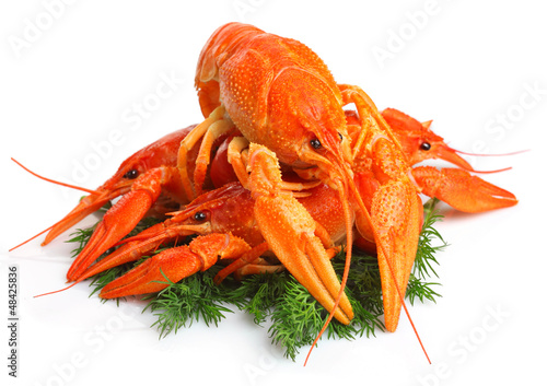 Photo: Group of red lobsters with garnish isolated on white Group of red lobsters with garnish isolated on white