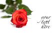 Red rose