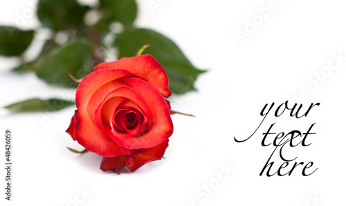 Photo: Red rose Red rose