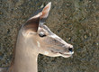 Portrait of a Kudu